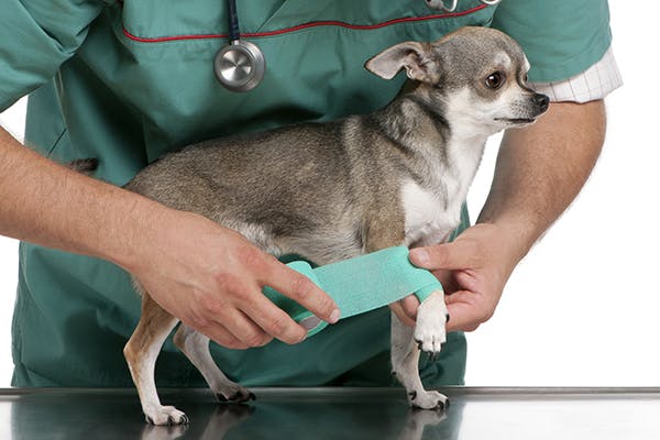 Pet Bone Injury Treatment