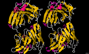 Afutuzumab