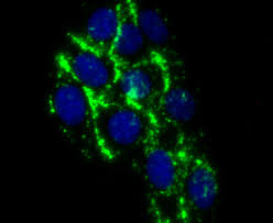 Complement C4 Antibody