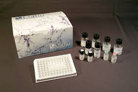 Interferon Gamma ELISA Kit