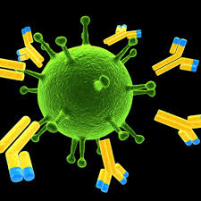 In Vitro Diagnostic Antibodies