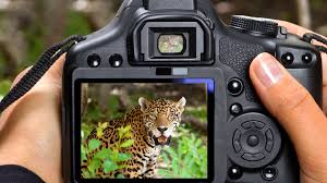 Wildlife Photography Cameras