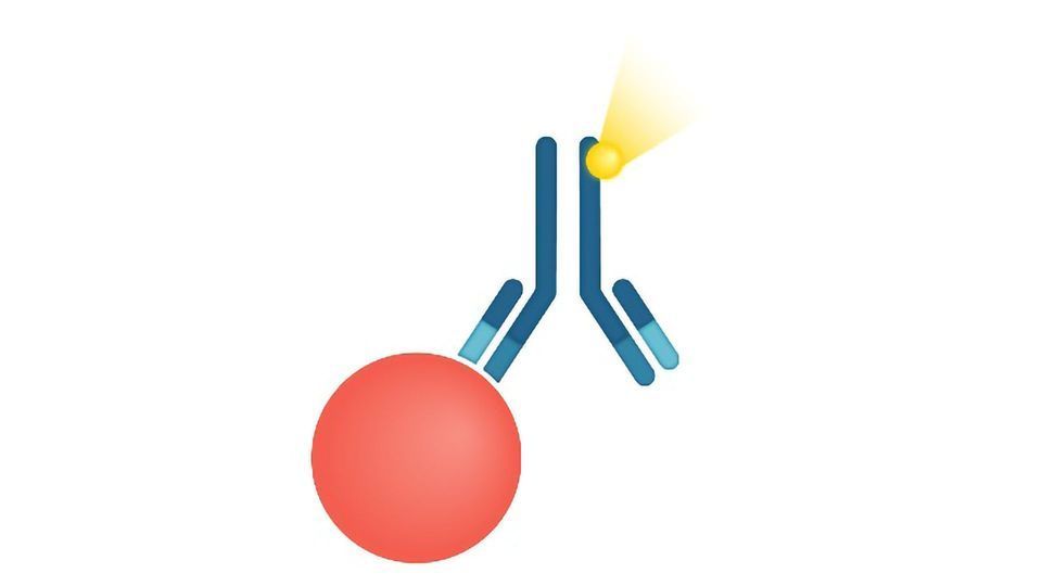 Immunoassays