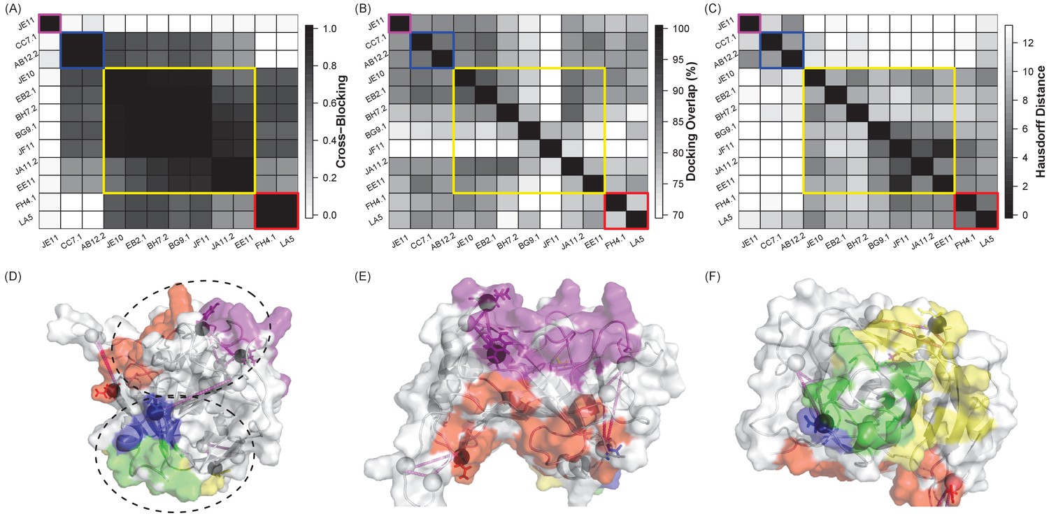 Antibody Epitope Analysis Software