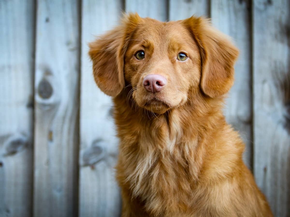 Pets Ready-to-Use Spray