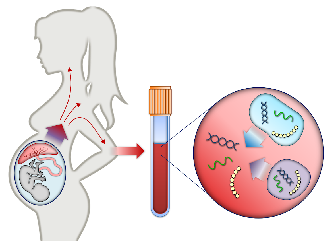 Non-invasive Prenatal Genetic Testing