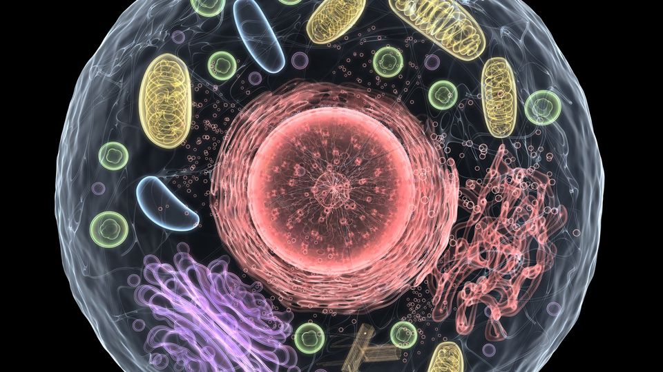 Single Cell Proteomics