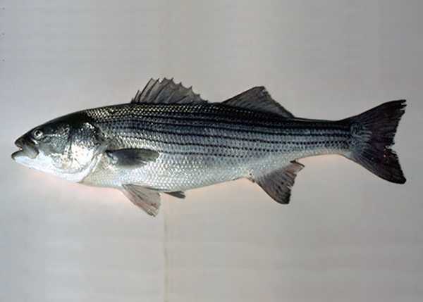 Striped Bass