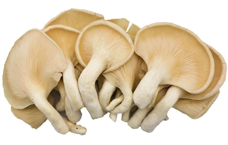 Retail Pack Oyster Mushroom