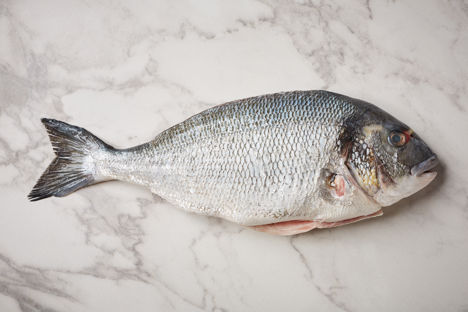 Sea Bream