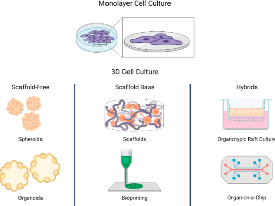 3d Cell Culture