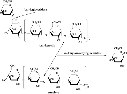 Alpha Amylase A Amylase