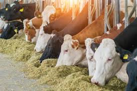 Animal Feed Trace Minerals