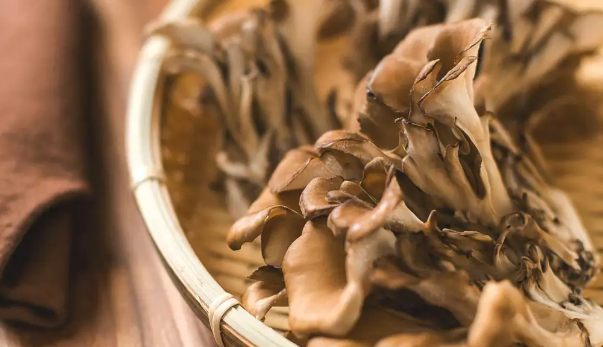 Maitake Mushroom