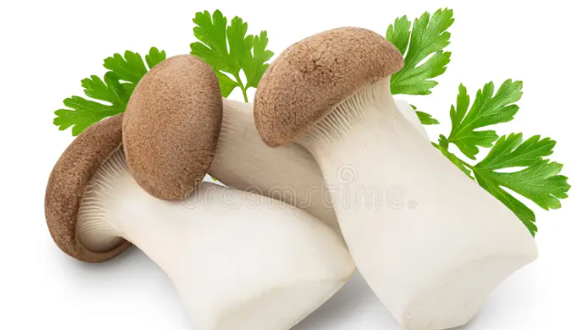 King Oyster Mushroom