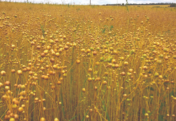 Flax Crop