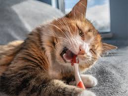 Cat Oral Care Product