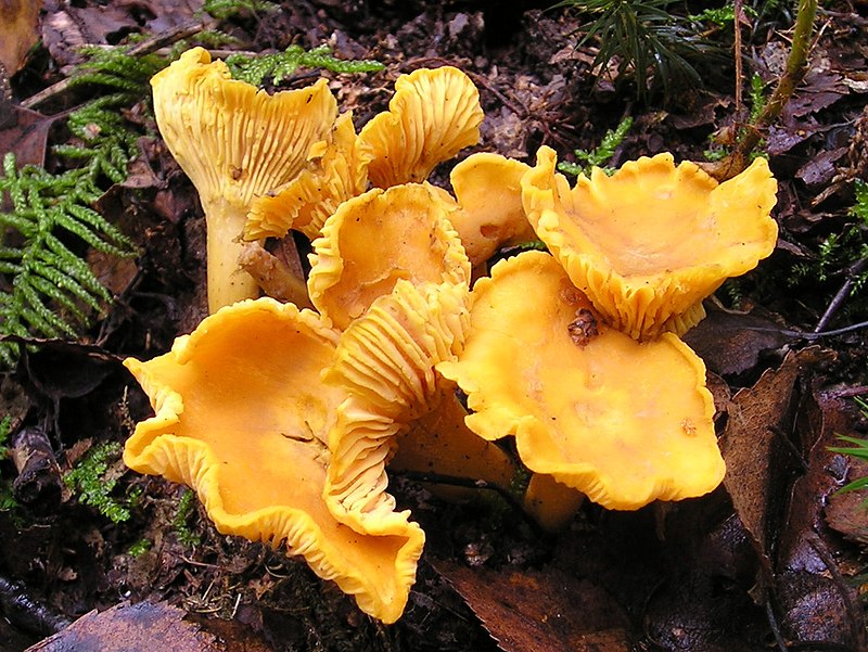 Girolle Mushroom