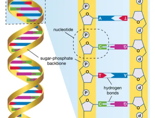 Dna Sequencing