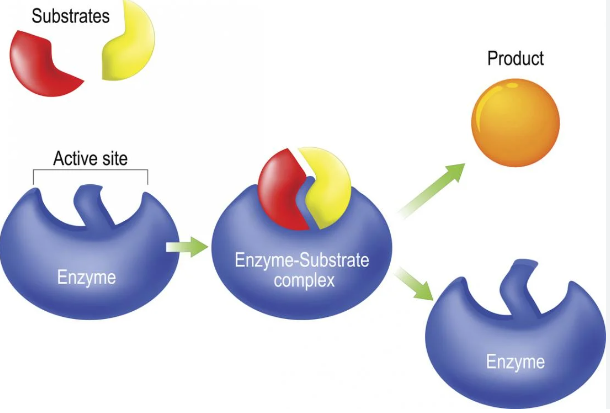 Enzymes