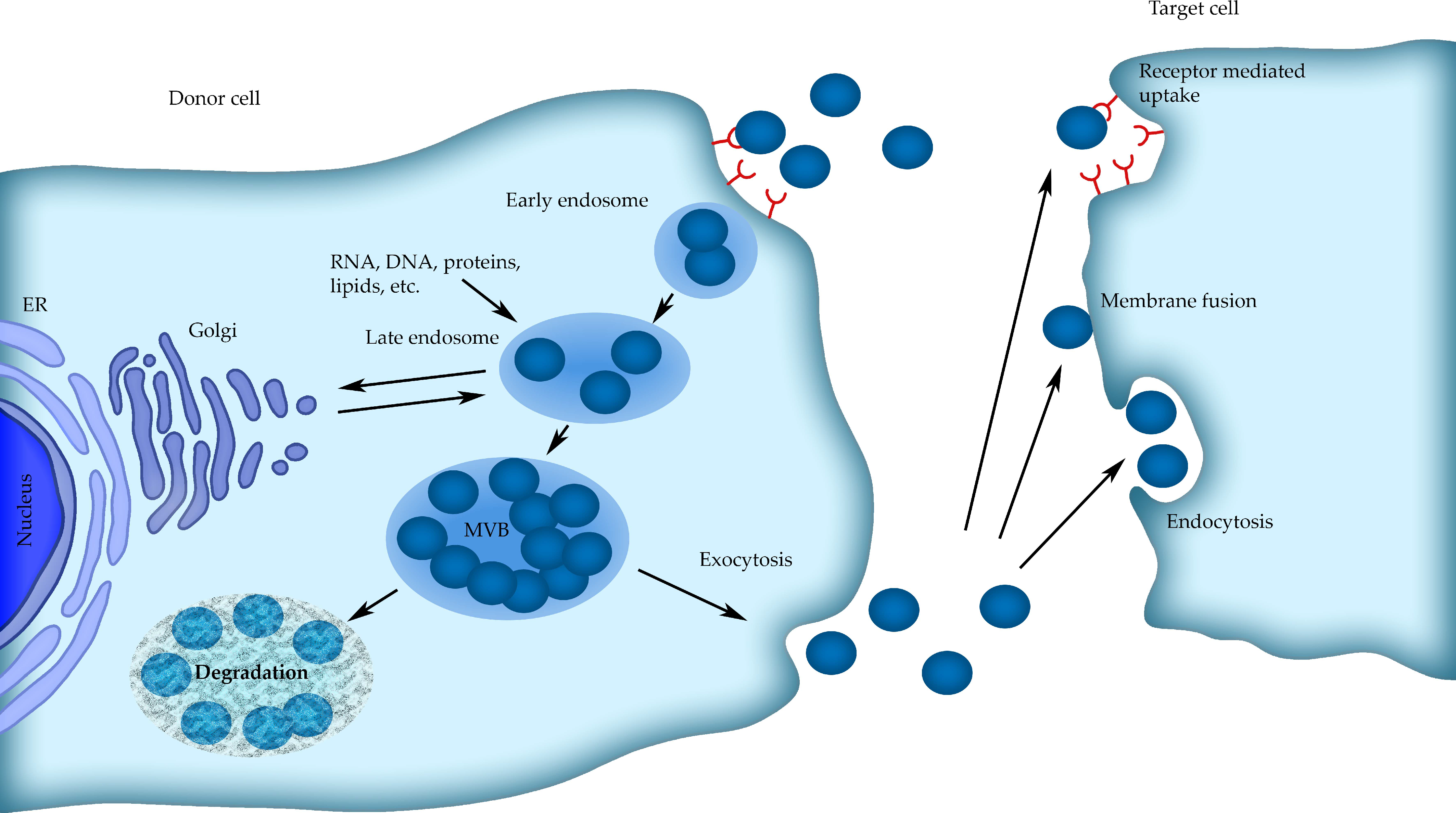 Exosomes