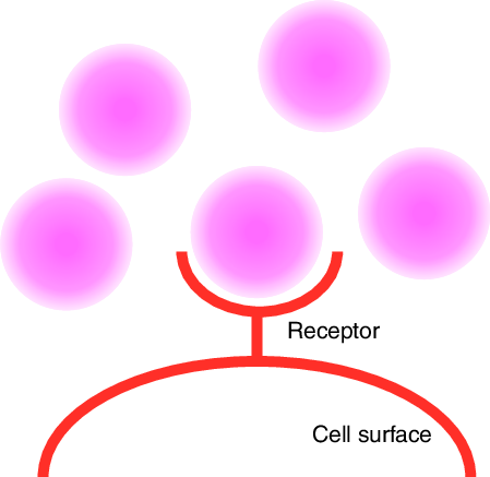 Fluorescent Contrast Agent