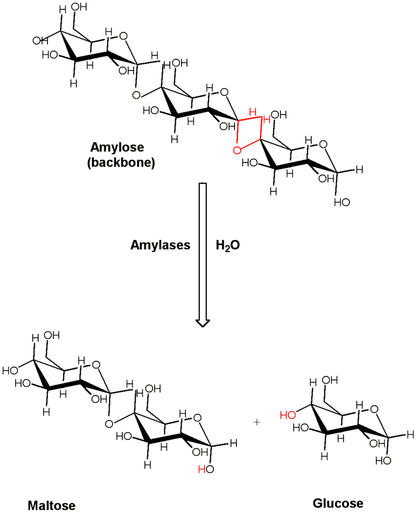 Hydrolyzed Starch