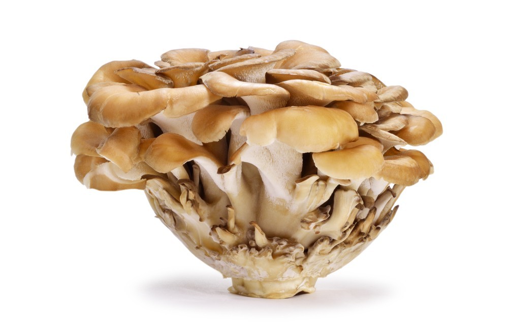 Maitake Mushroom