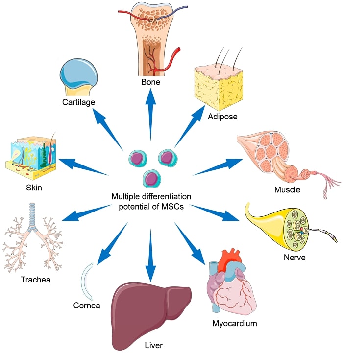 Mesenchymal Stem Cells