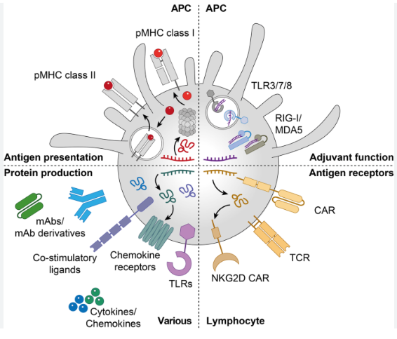 Mrna Therapeutics