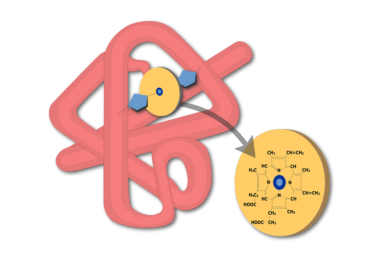 Myoglobin