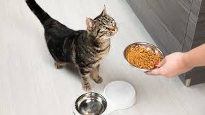 Nutrition for Cats