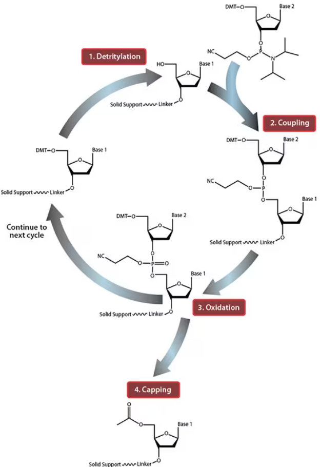 Oligonucleotide Synthesis