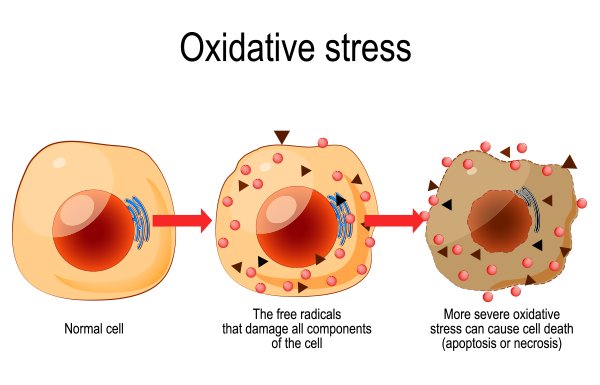 Oxidative Stress Assay