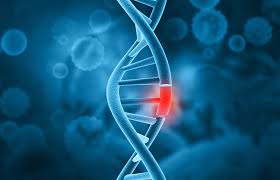 Parp Inhibitor Biomarkers