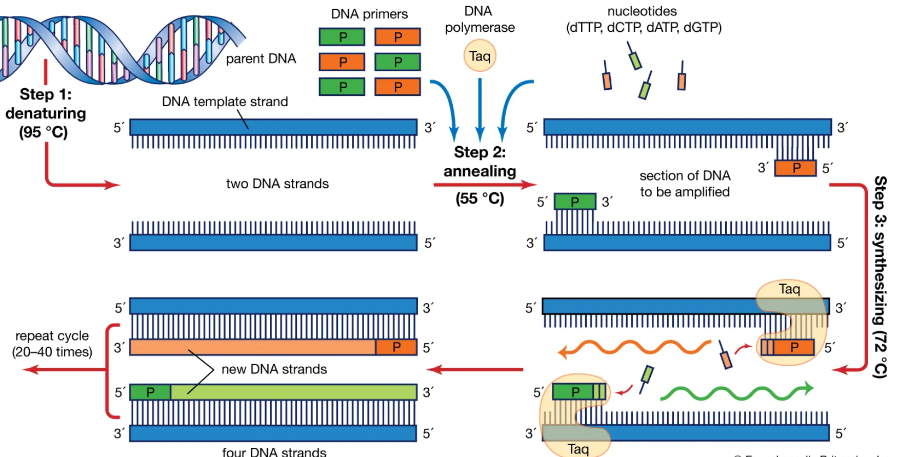 Polymerase Chain Reaction