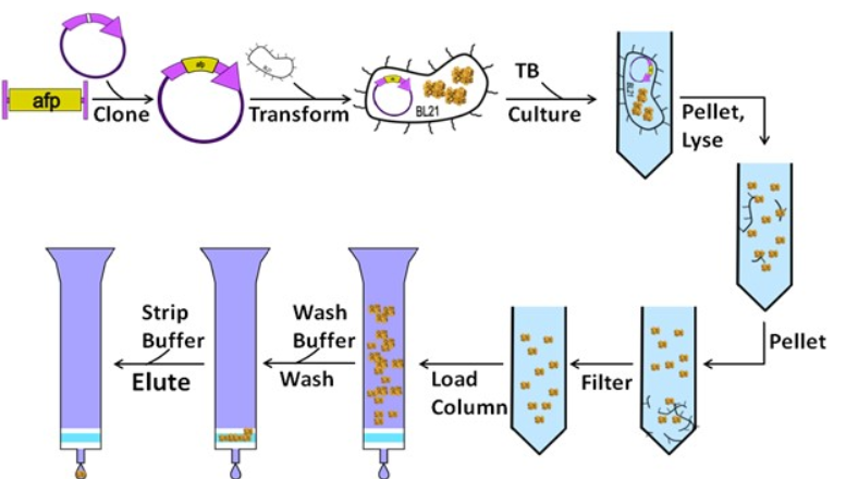 Protein Purification Isolation