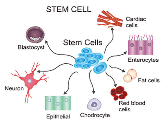 Stem Cell And Primary Cell Culture Medium