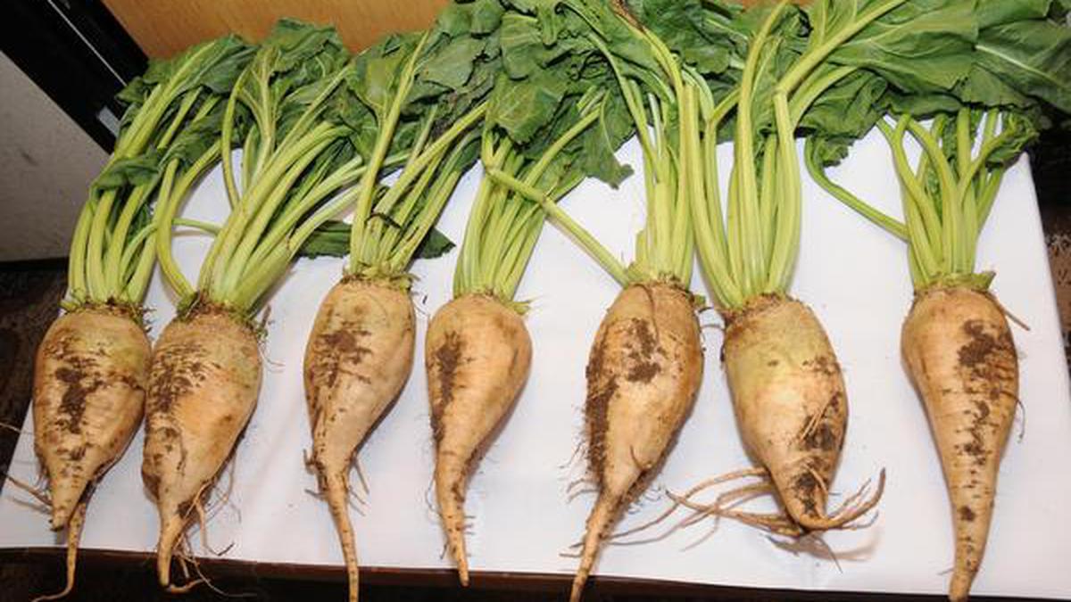 Sugar Beet