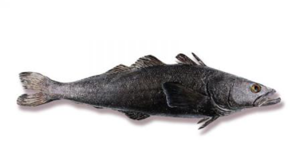 Toothfish