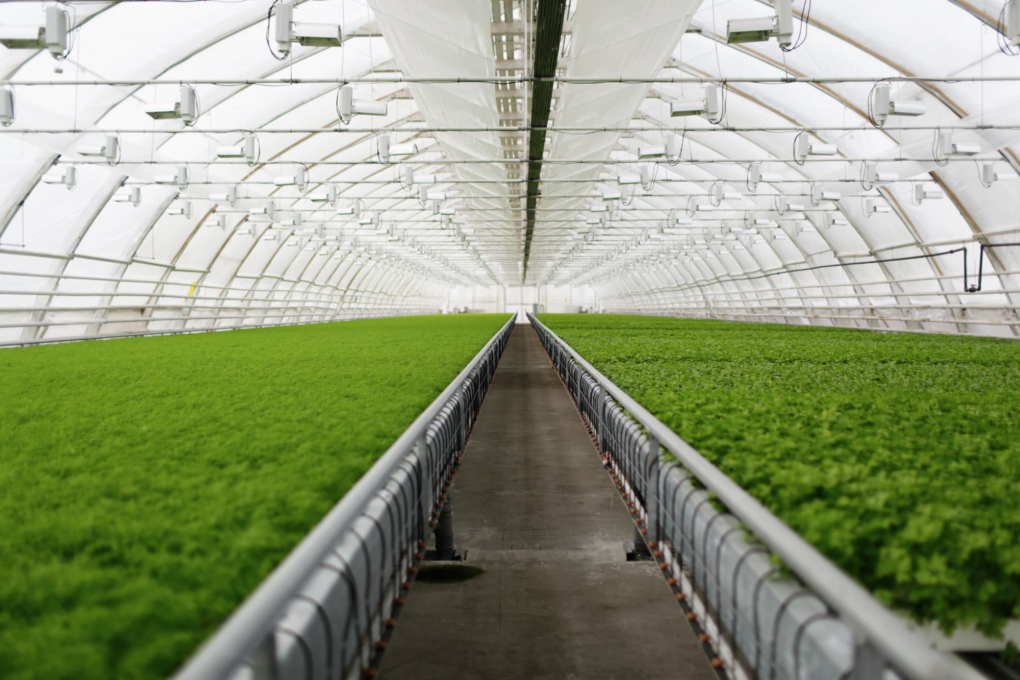 Greenhouse And Smart Greenhouse