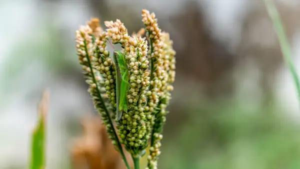 Eleusine Coracana (Finger Millet)