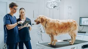 Veterinary Software