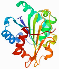 Microbial Lipase