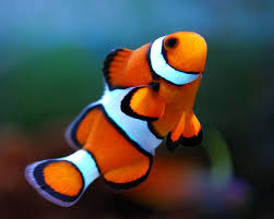 Ornamental Fish