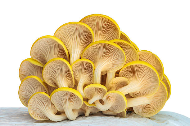 Yellow Oyster Mushroom