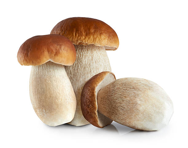 Porcini Mushrooms