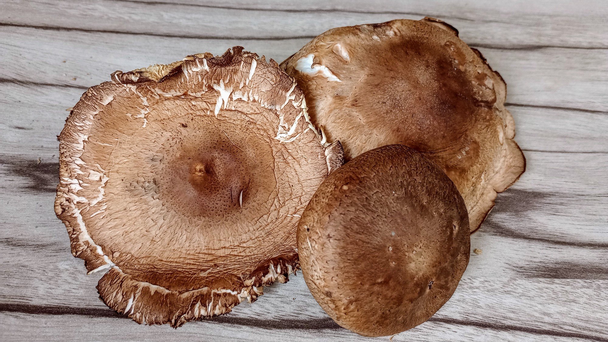 Retail Pack Shiitake Mushroom