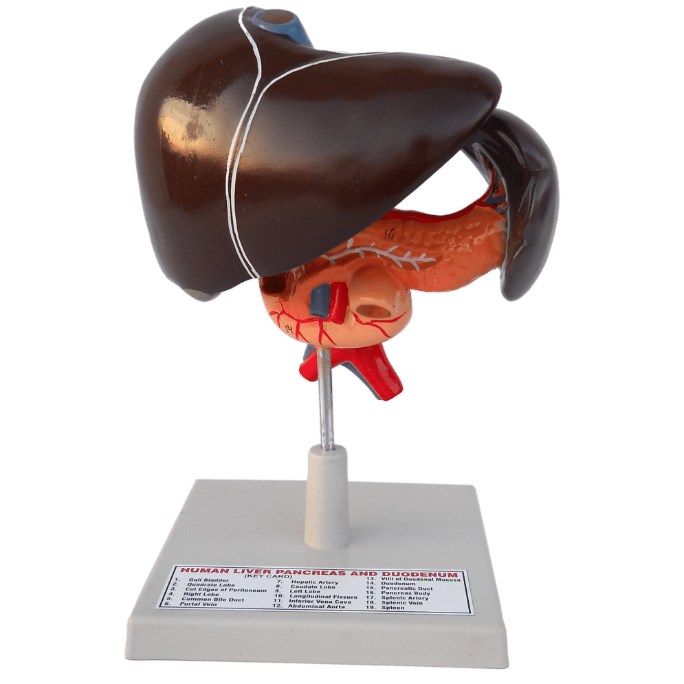 Human Liver Models