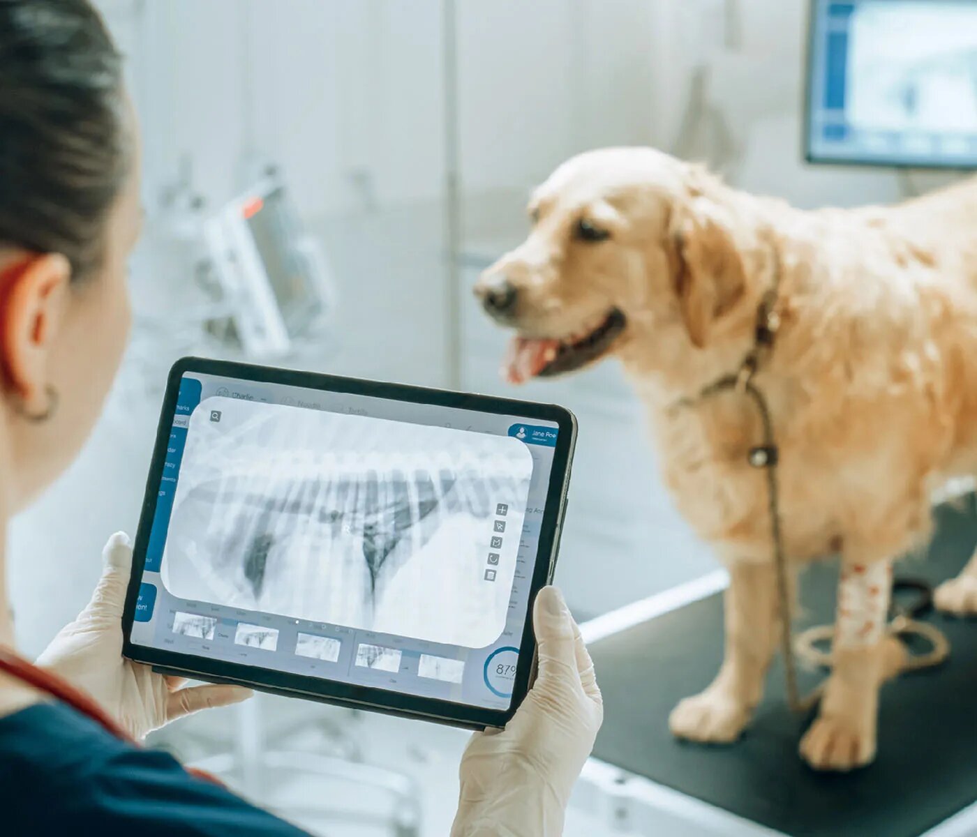 Pet Digital X-ray Radiography